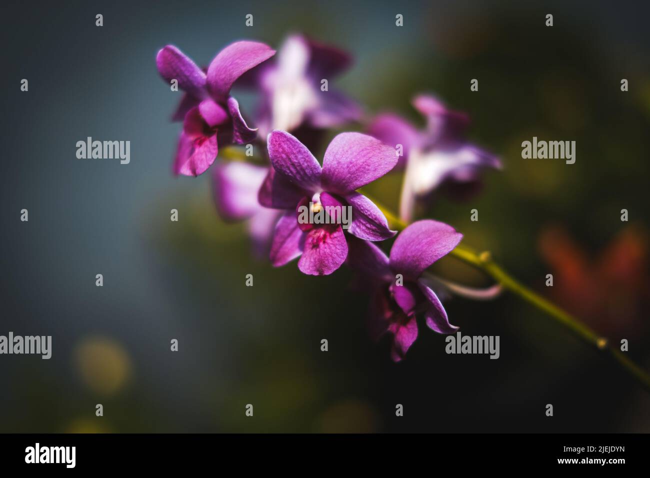 Garden orchid or anggrek Stock Photo - Alamy
