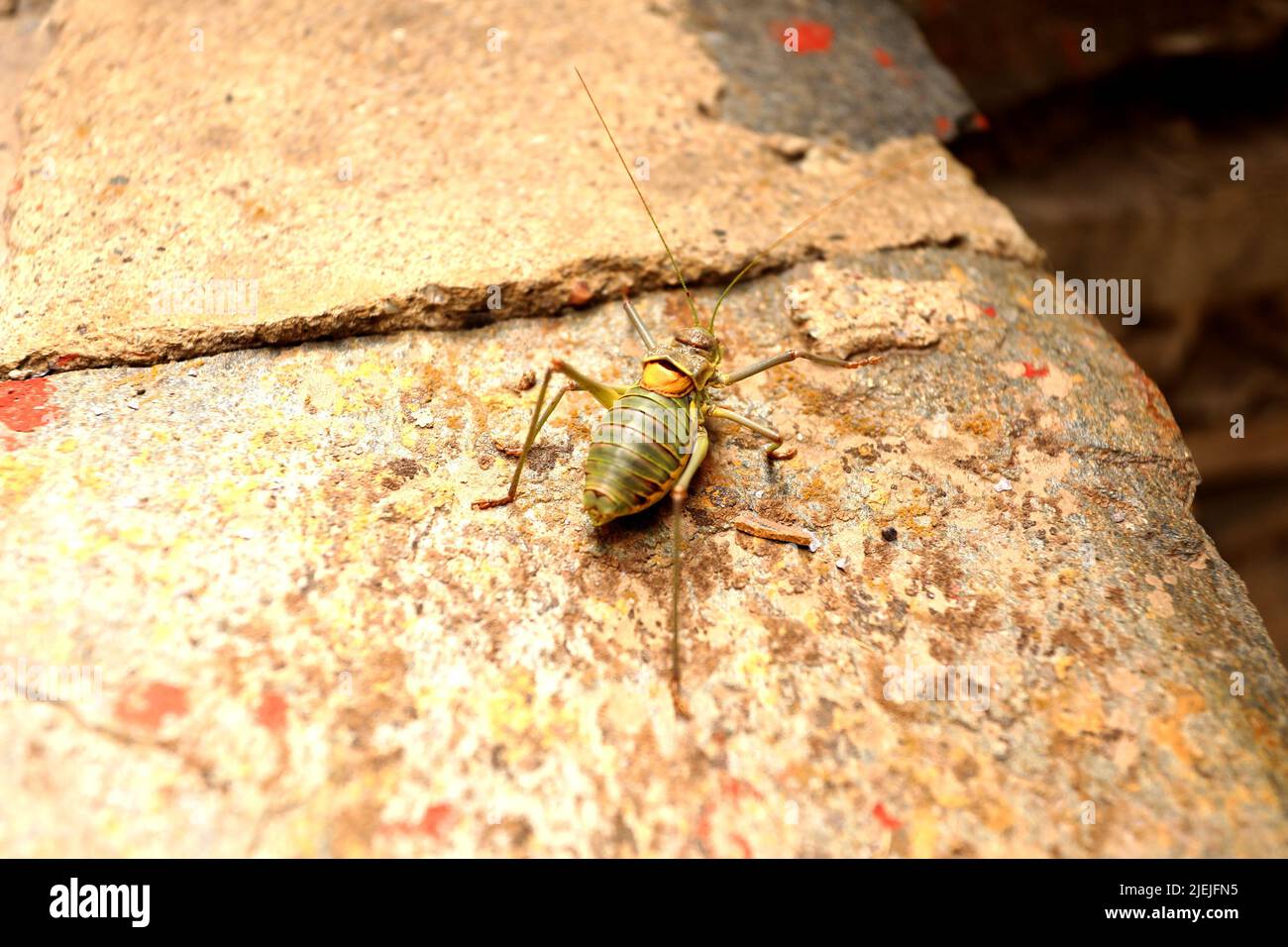 Grasshopper on rock of staircases Stock Photo