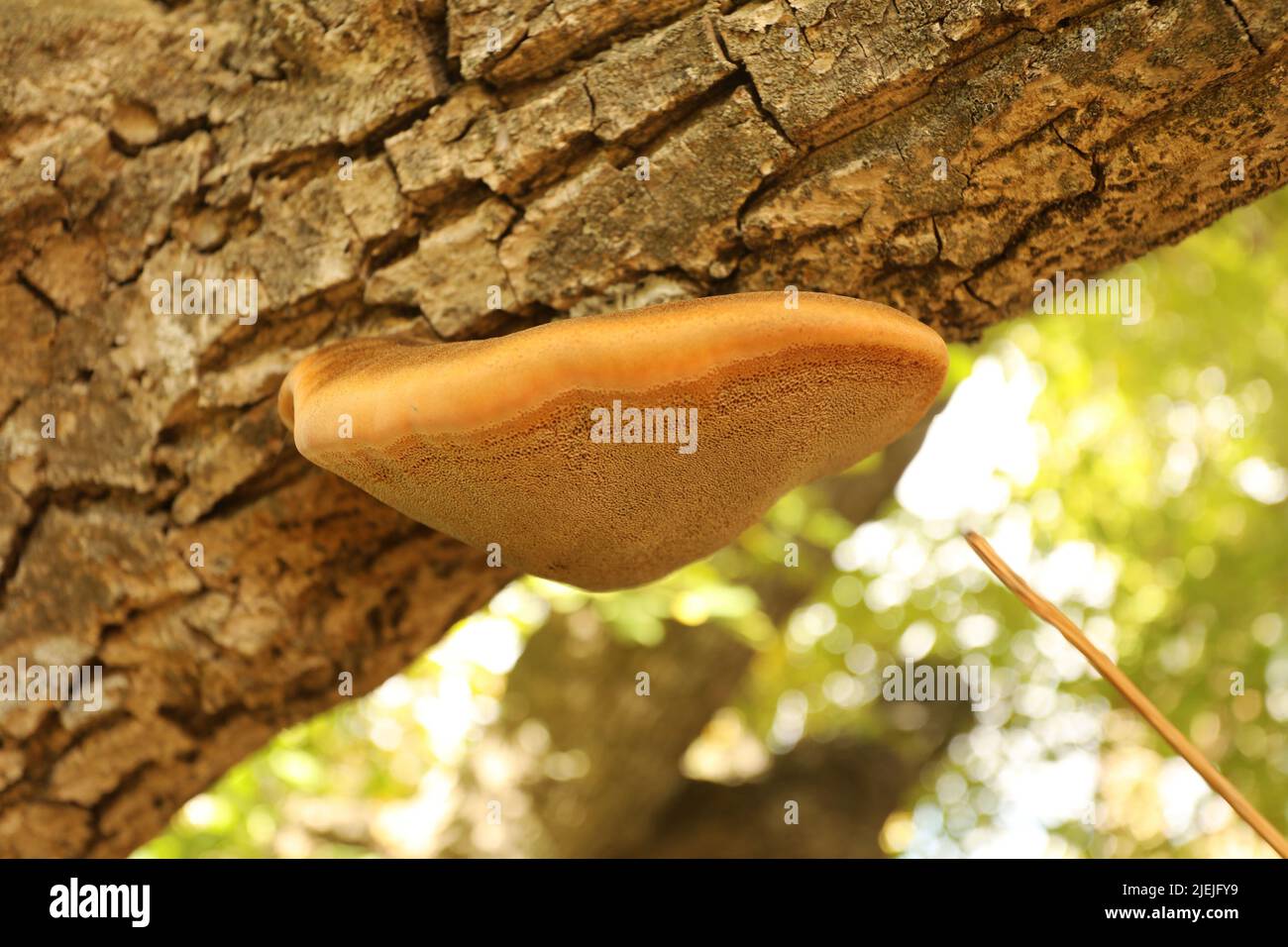Mushrooms growing on a tree trunk in the forest Stock Photo - Alamy
