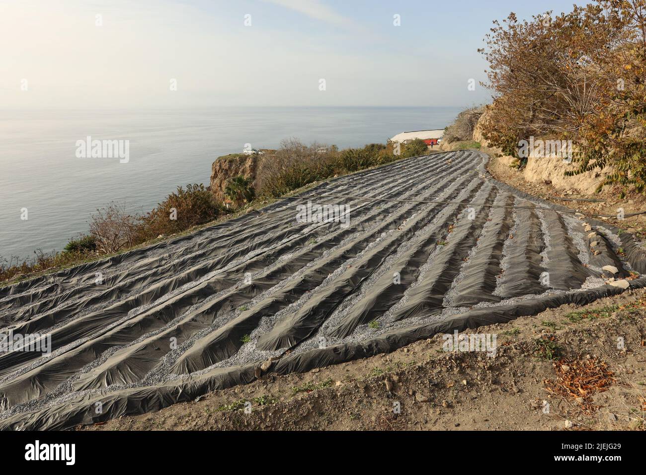 Permaculture field stripped with plastic on ridges next to the sea ...