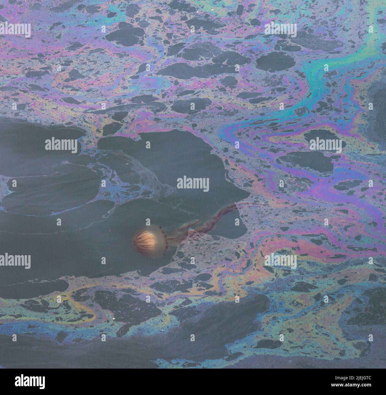 Compass jellyfish Chrysaora hysoscella swimming through fuel or oil pollution spillage. Stock Photo
