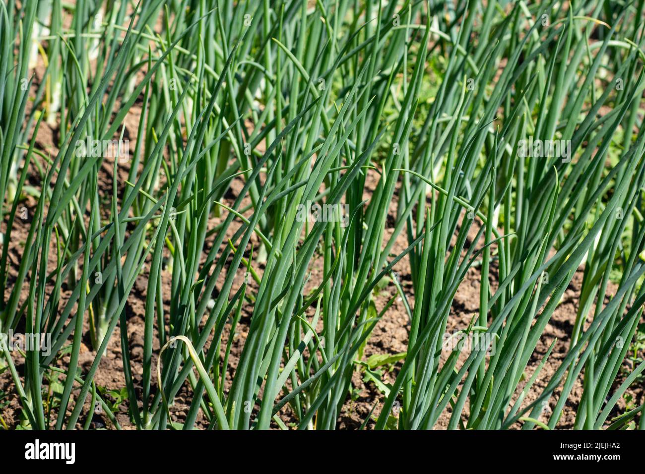 Green onion with long stalks growing on garden bed soil Stock Photo Alamy