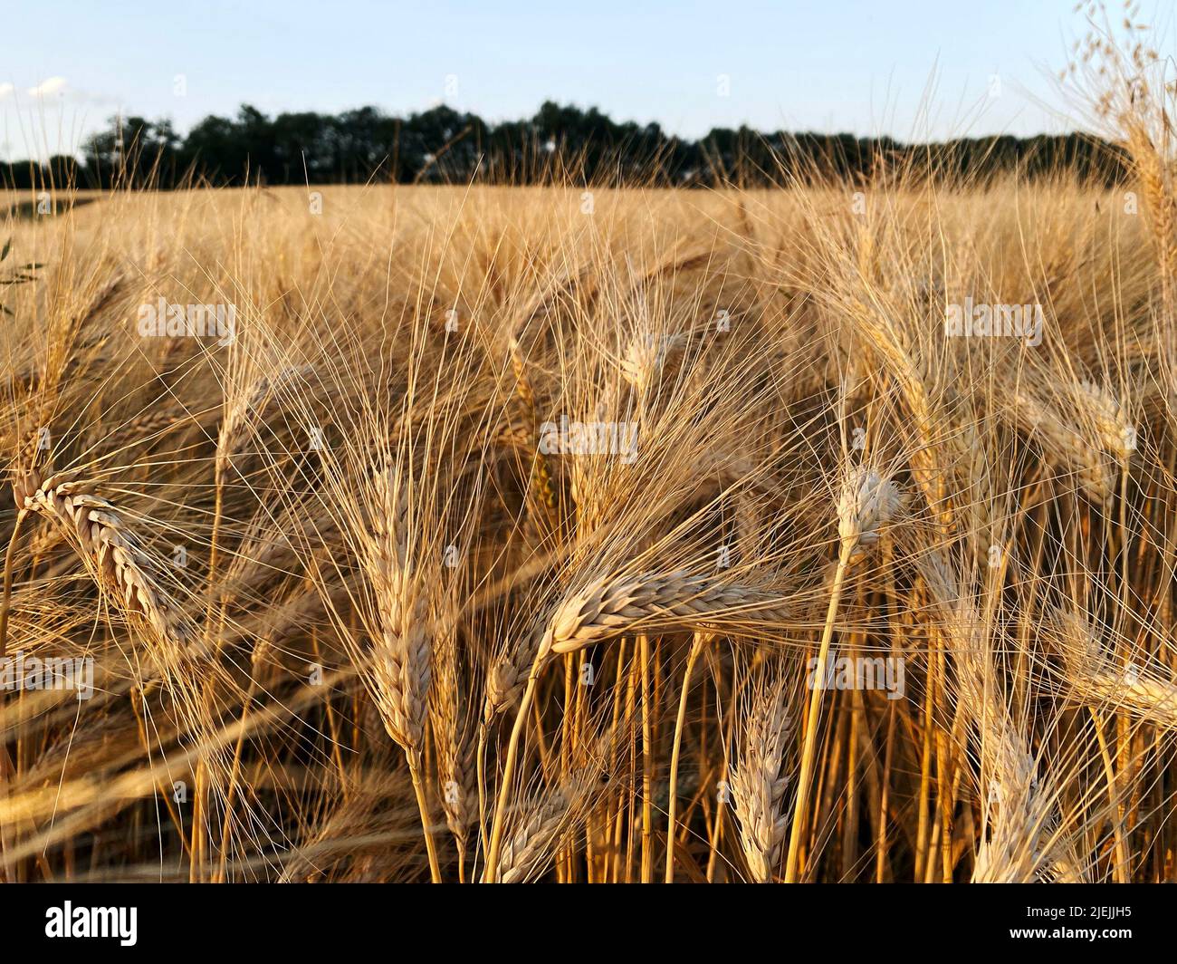 organic ripe wheat in gers season 2022 Stock Photo
