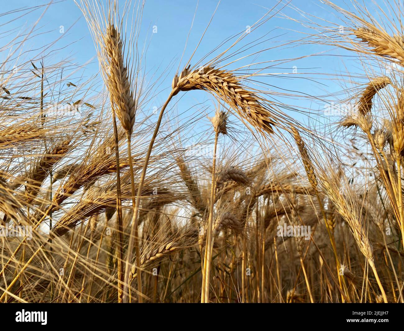ears of ripe wheat in background blue sky Stock Photo