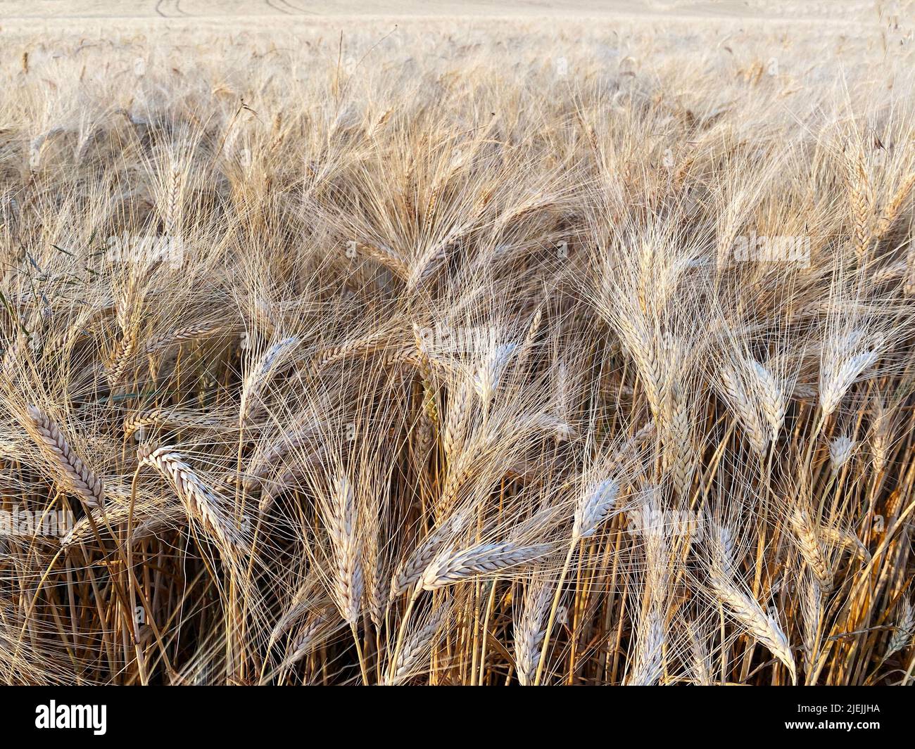 organic ripe wheat in gascony season 2022 Stock Photo