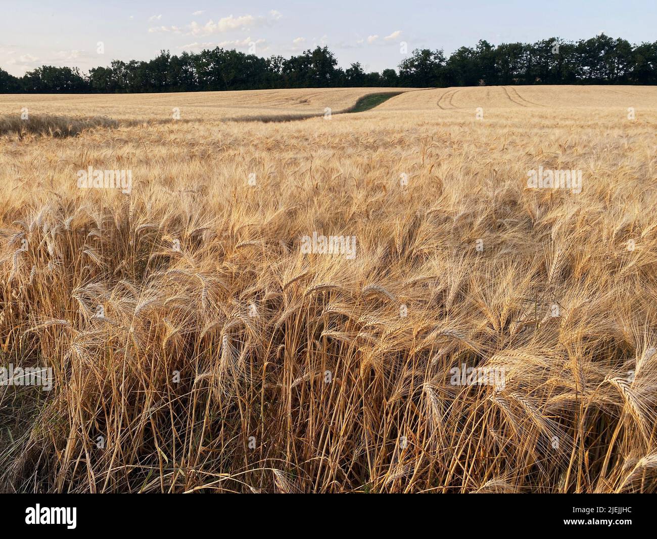 fields of ripe wheat in france season 2022 Stock Photo