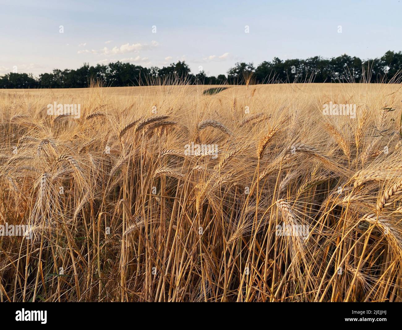 fields of ripe wheat season 2022 Stock Photo