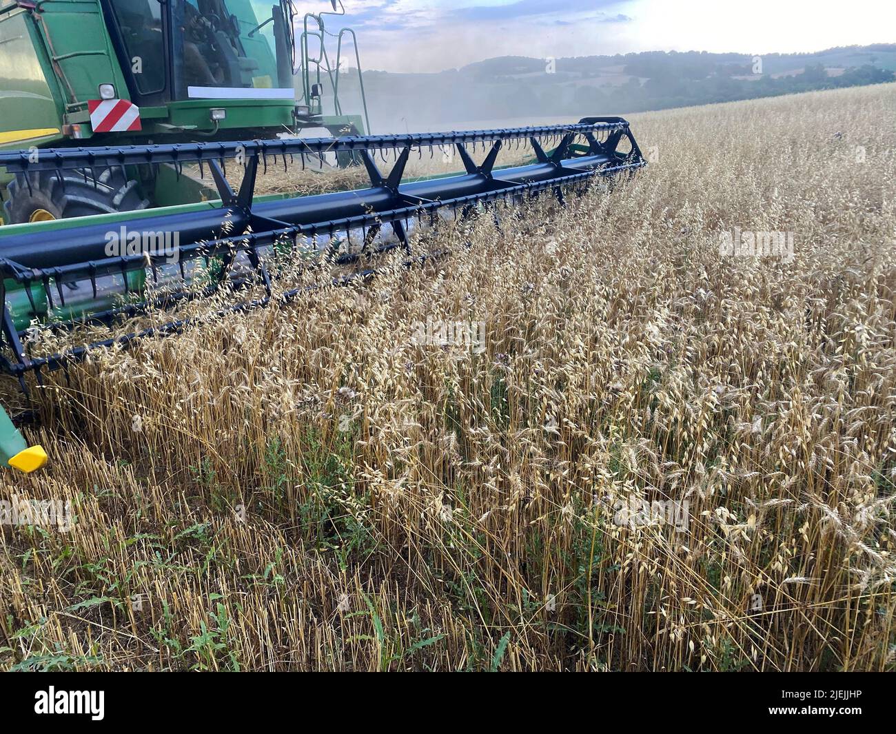 harvesting wheat by combine harvester season 2022 Stock Photo