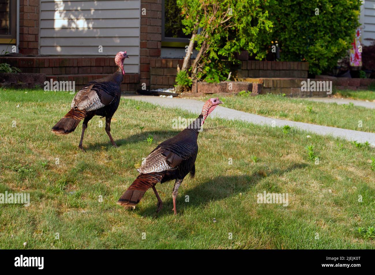Two Wild turkeys walking through a yard in suburban New Jersey Stock Photo