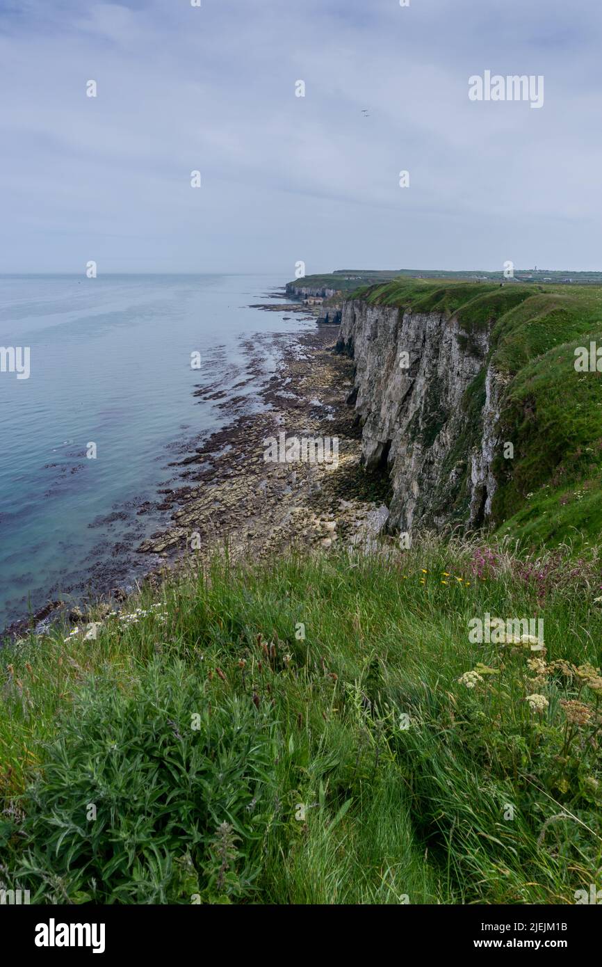 A vertical view of the cliffs at Flamborough Head on the North Sea
