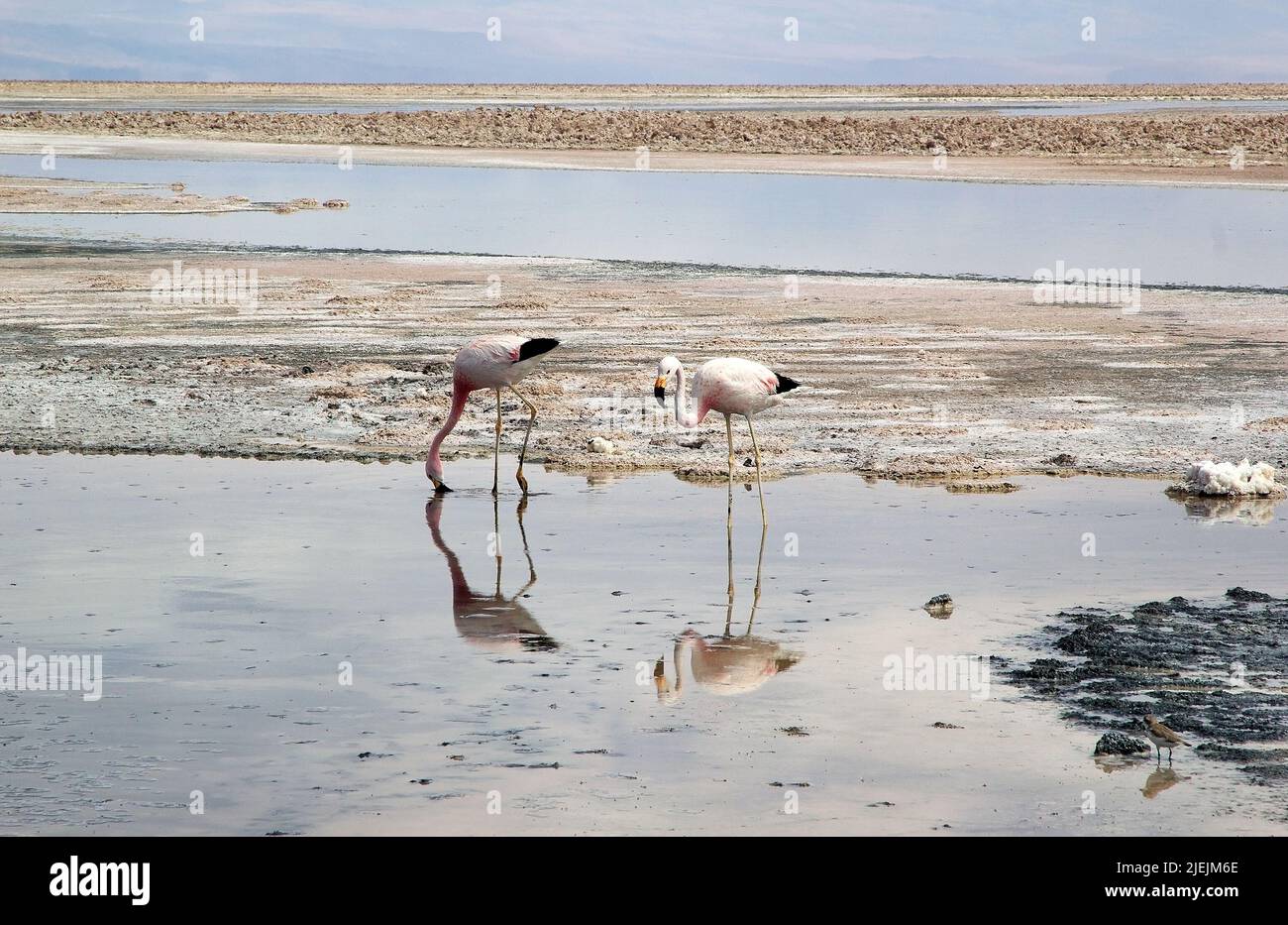 The Chilean flamingos (Phoenicopterus chilensis) at the Chaxa Lagoon in the Salar the Atacama, Chile. Salar de Atacama is the largest salt flat in Chi Stock Photo