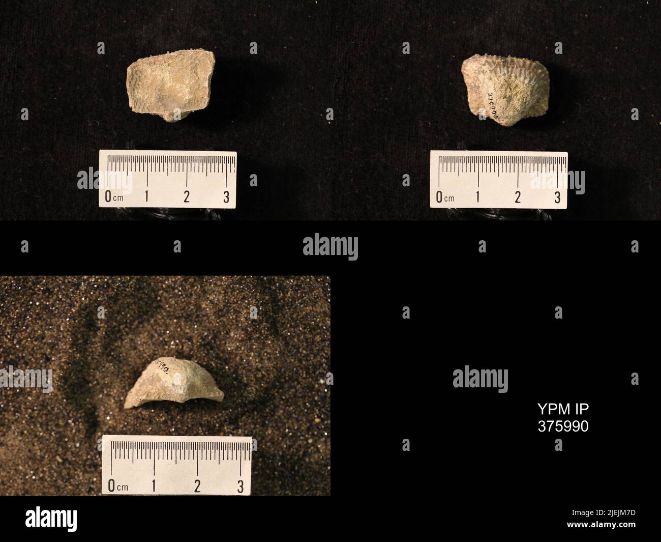 Pustula nebrascensis owen animalia hi-res stock photography and images ...