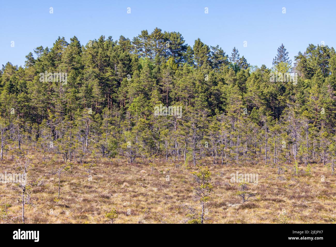 Bog woodland hires stock photography and images Alamy