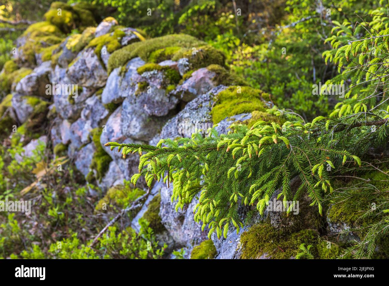 Budding Spruce tree branch by a stone wall Stock Photo