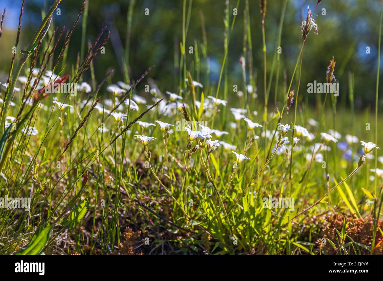 Field chickweed flowers on a meadow Stock Photo