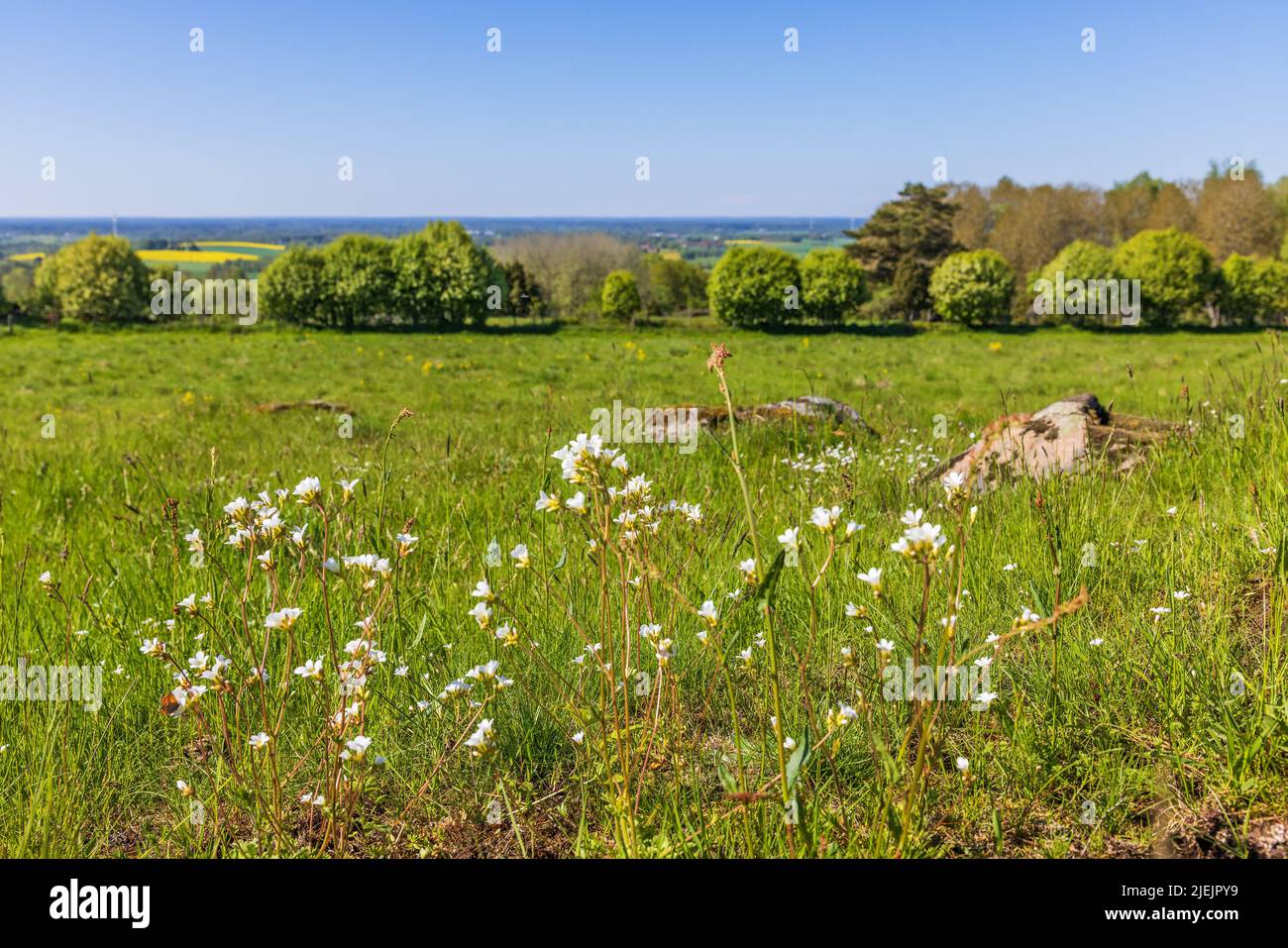 Blooming Meadow saxifrage flowers on a  summer meadow Stock Photo