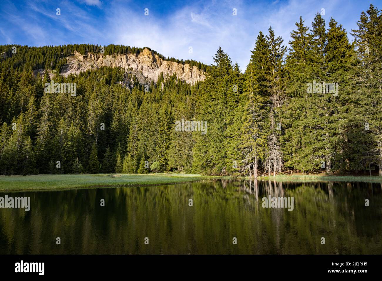 A small blue reflecting lake and clear mountain cool water with stone narrow wild shore in evergreen coniferous spruce forest with tall fluffy thorny Stock Photo
