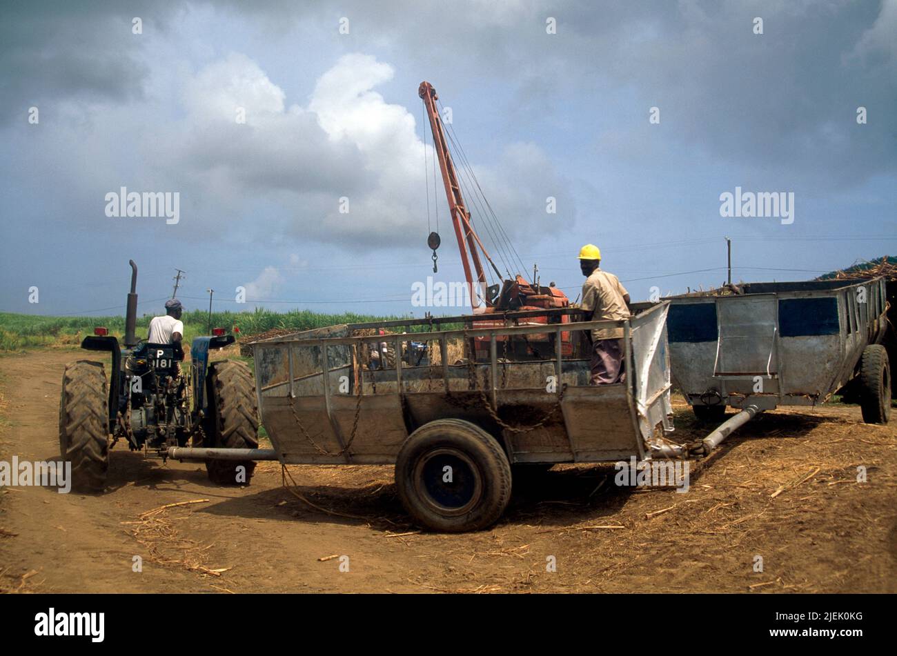 St Kitts People working on Tractor Harvesting Sugarcane Stock Photo