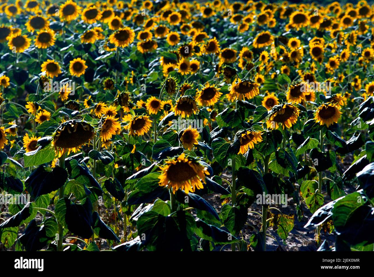 Montpellier France Sunflower Field Stock Photo