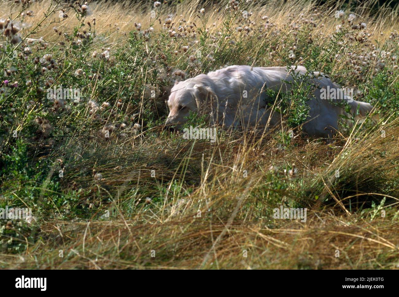 Golden Retriever Searching For Animals In Long Grass Surrey Englandd Stock Photo
