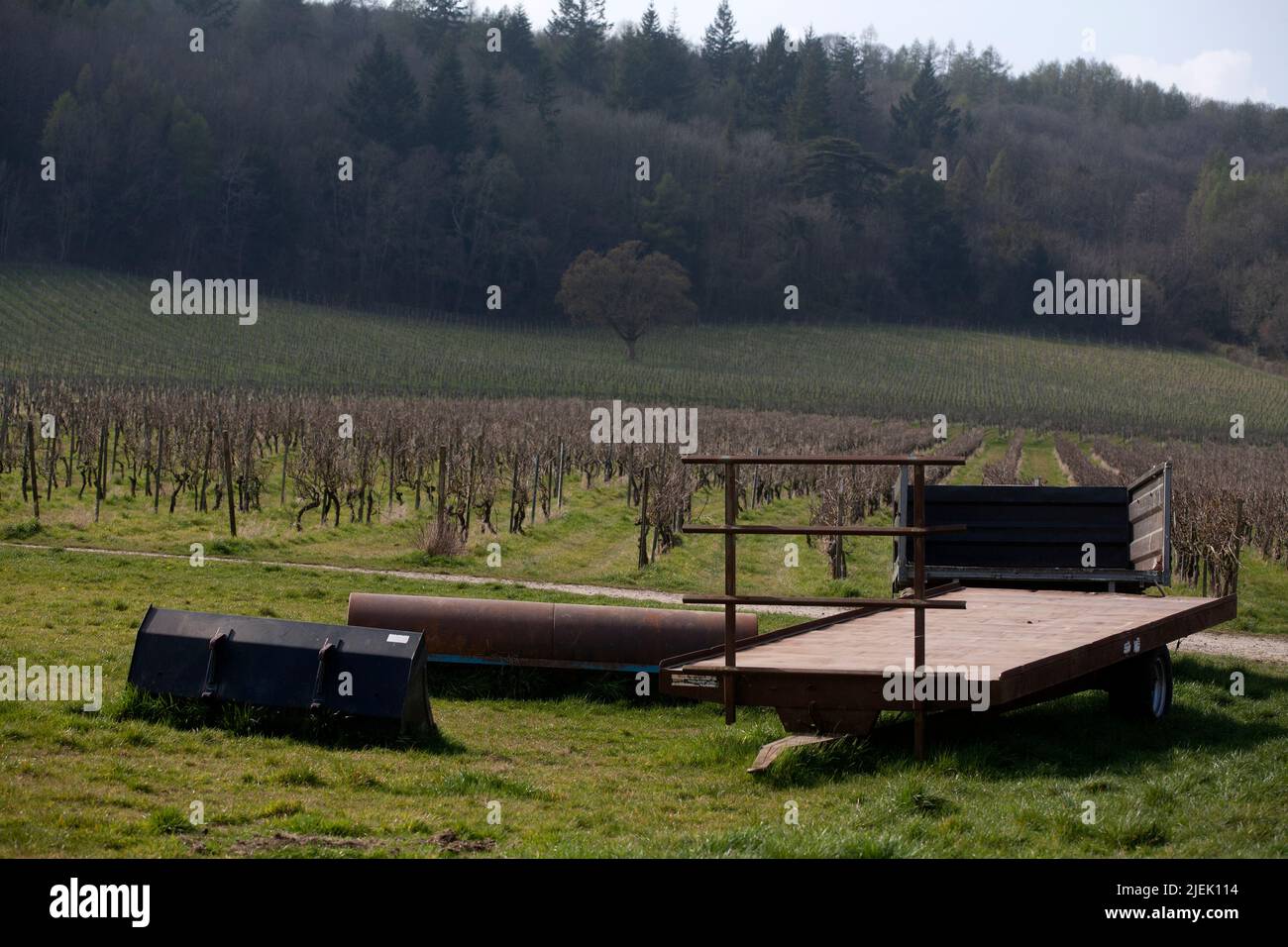 vines in early spring denbies wine estate mole valley north downs dorking surrey england Stock Photo