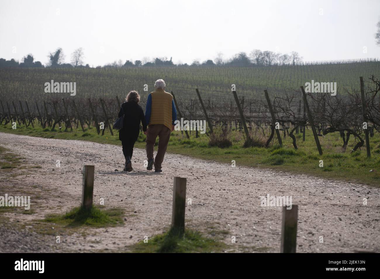walkers on pathway between vines denbies wine estate mole valley north downs dorking surrey england Stock Photo