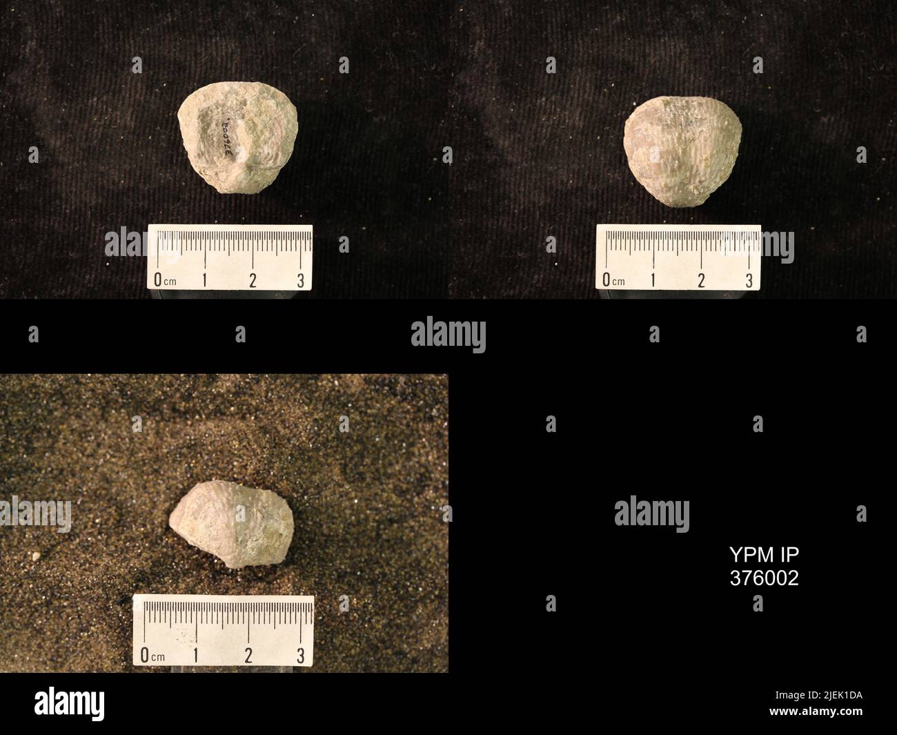 Pustula nebrascensis owen animalia hi-res stock photography and images ...