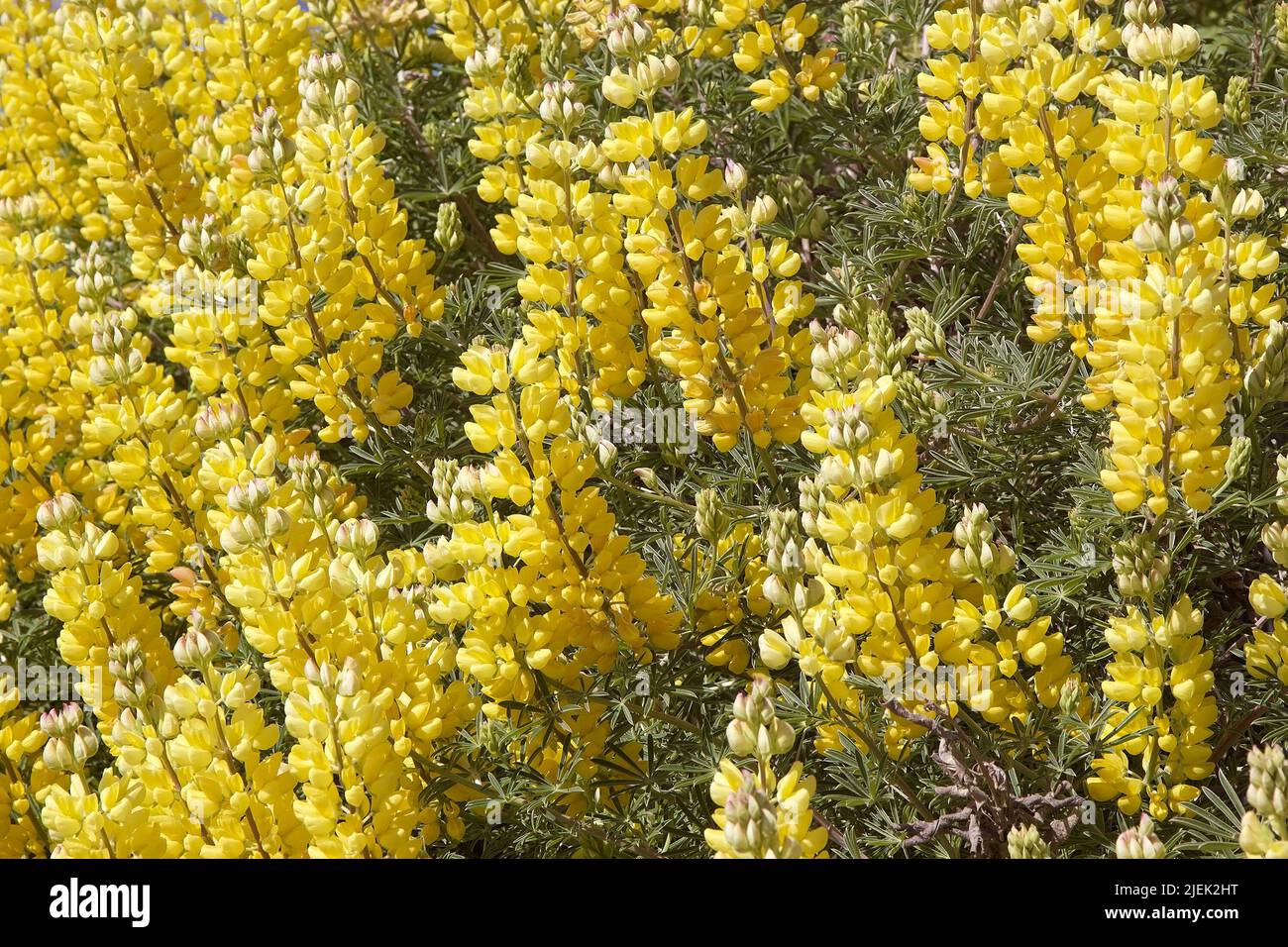 Yellow flowers along the shore of the General Carrera Lake, Patagonia, Chile Stock Photo