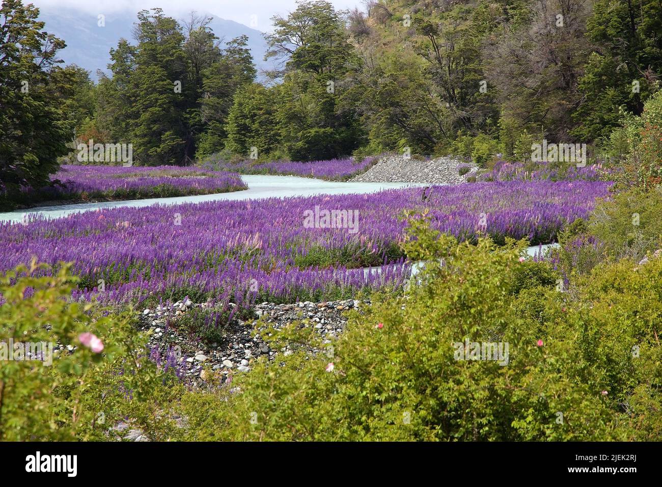 Lavender (Lavandula) along the shore of General Carrera Lake, Patagonia, Chile Stock Photo
