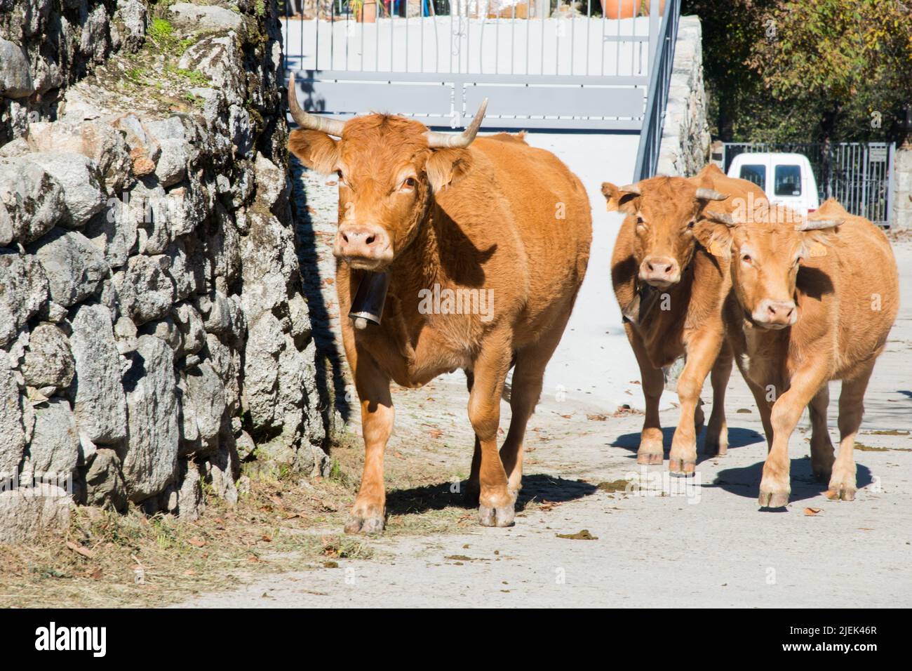 Cow with cowbell and two calves. Avila Stock Photo