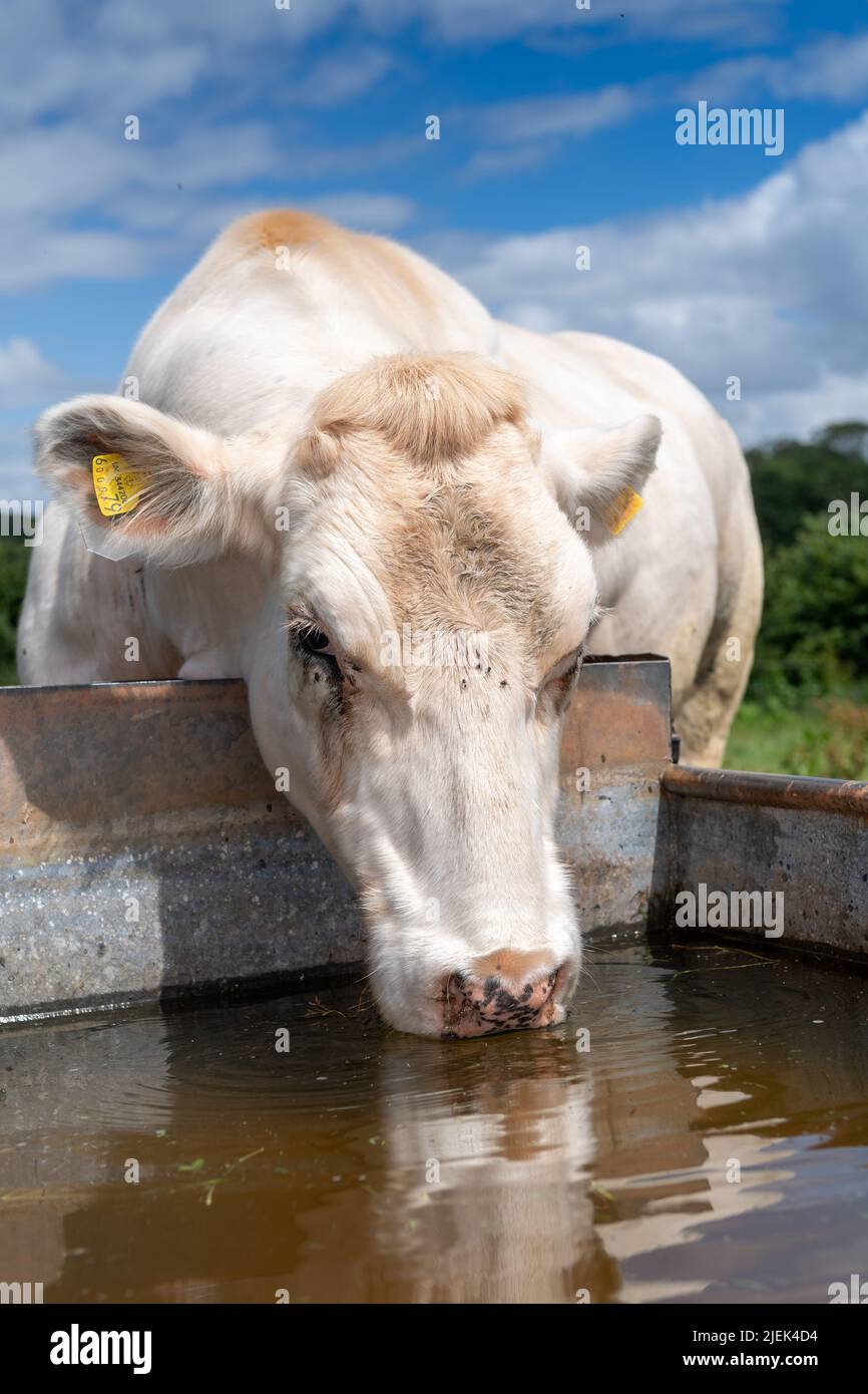Beef cattle drinking water from a water trough in summer. Somerset, UK