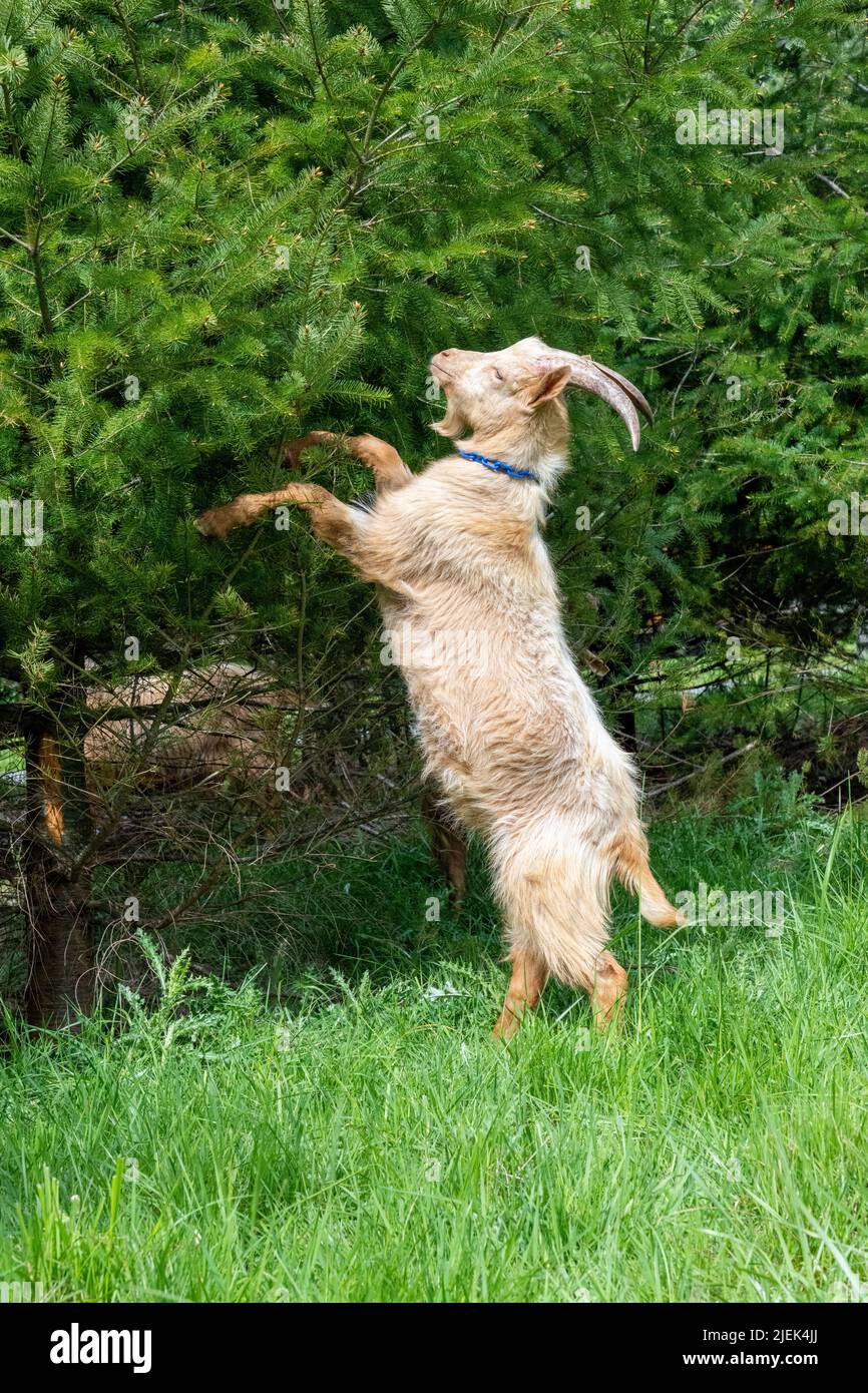 Goat standing on hind legs hires stock photography and images Alamy