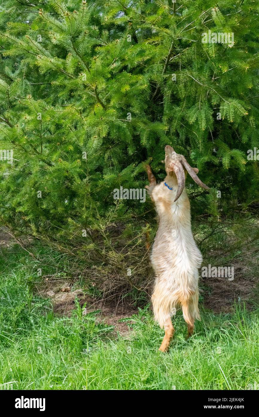 Goat standing on hind legs hires stock photography and images Alamy