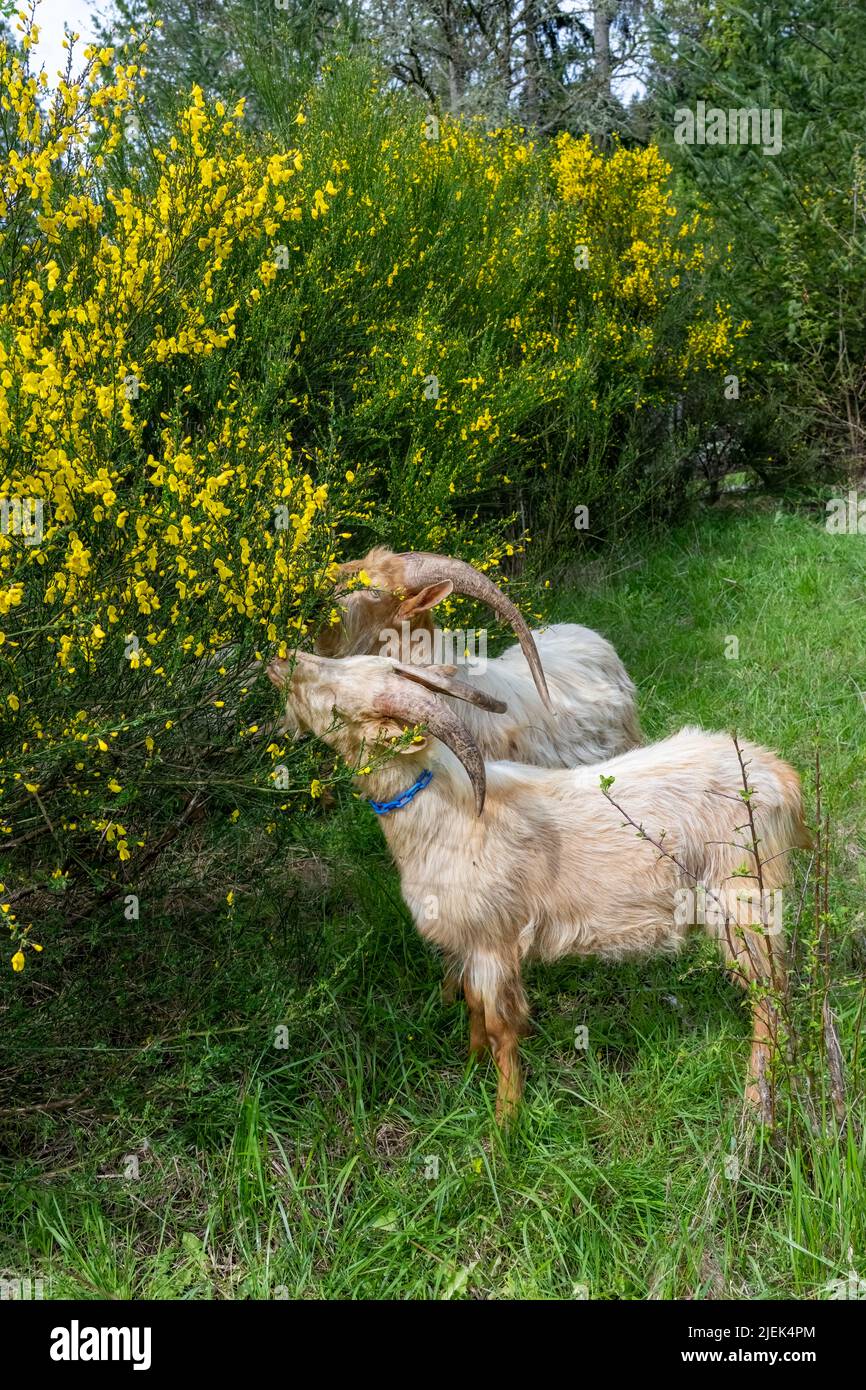 Issaquah, Washington, USA.   A rare heritage breed, Golden Gurnsey billy goat, eating a Scotch Broom shrub. Stock Photo