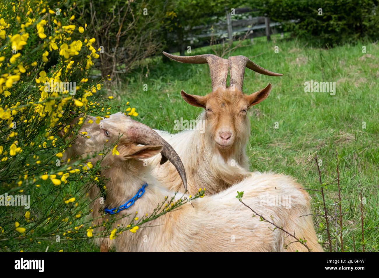 Issaquah, Washington, USA.   A rare heritage breed, Golden Gurnsey billy goat, eating a Scotch Broom shrub. Stock Photo