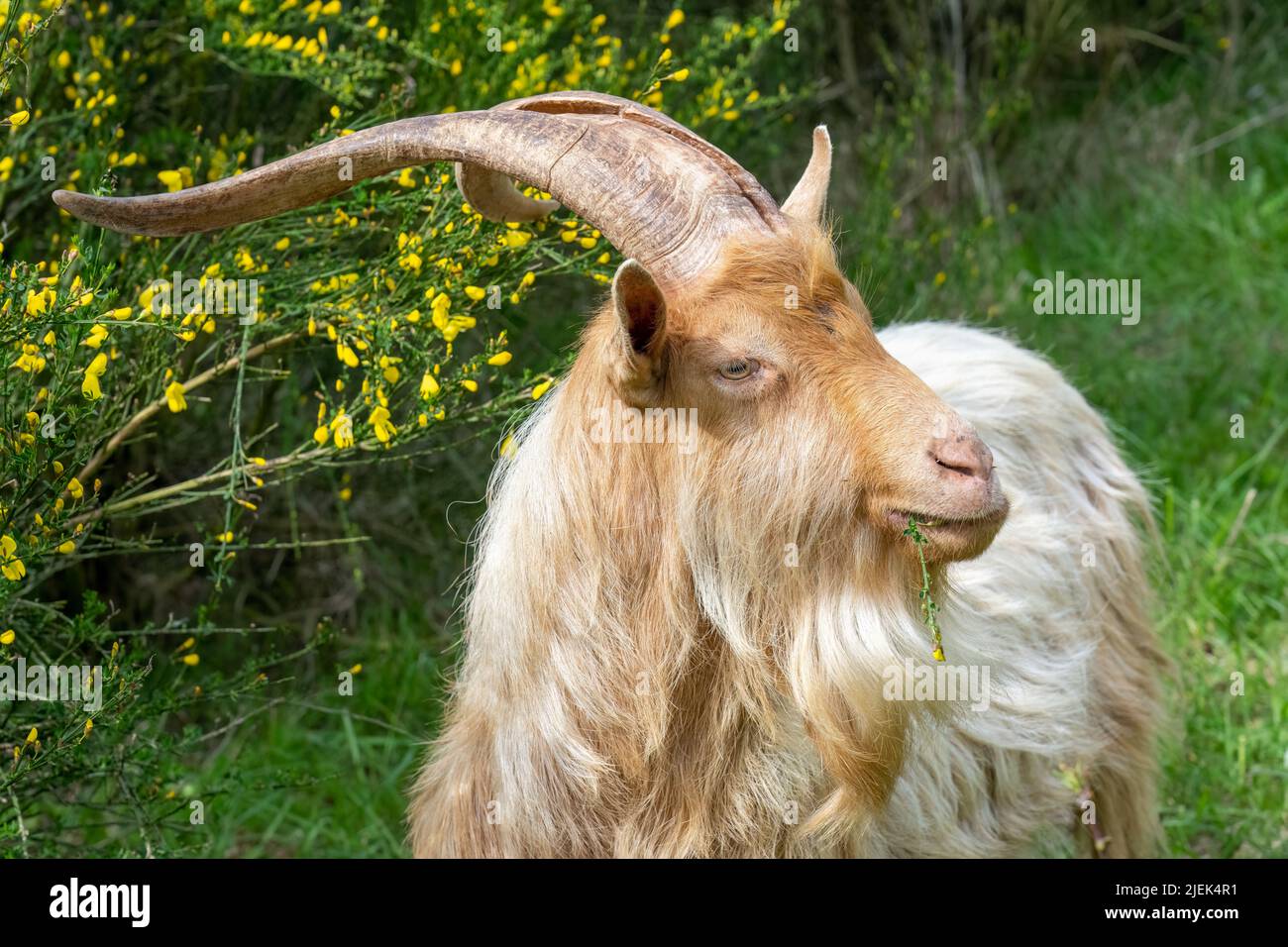 Issaquah, Washington, USA.   A rare heritage breed, Golden Gurnsey billy goat, standing beside a Scotch Broom shrub. Stock Photo