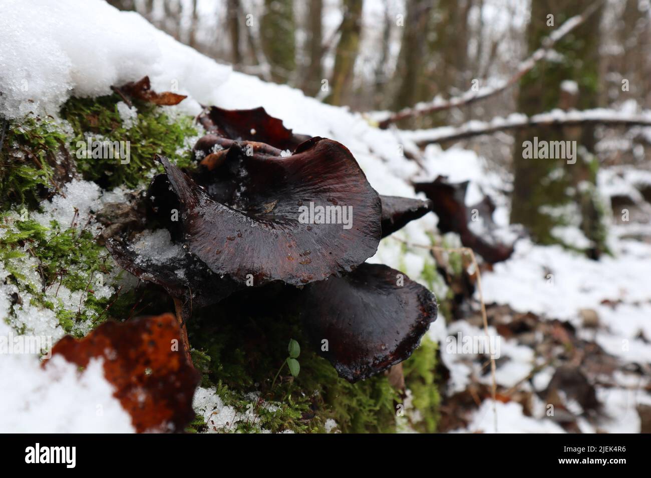 Polyporus badius in winter forest Stock Photo