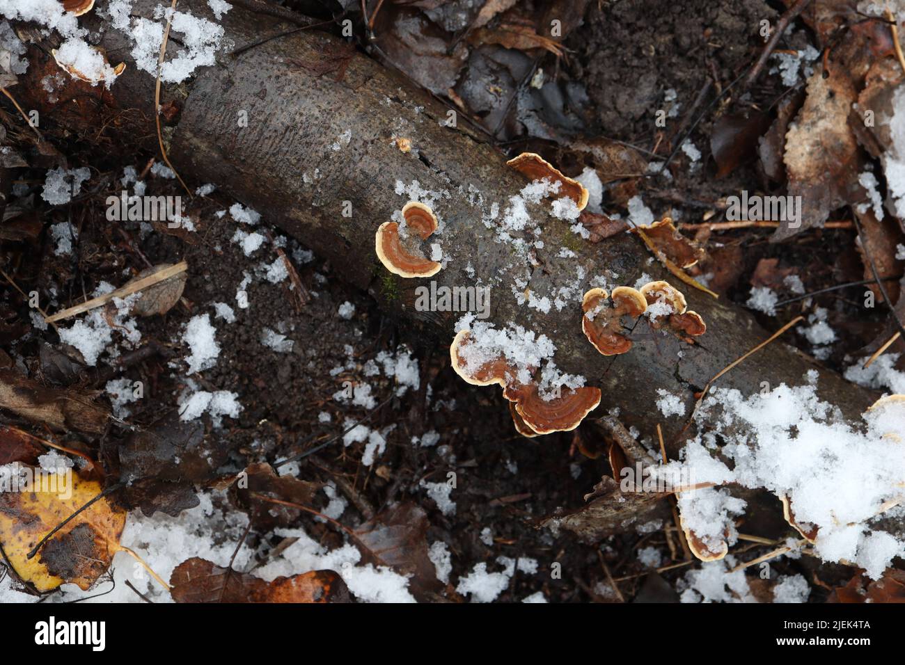 Polyporus badius in winter forest Stock Photo