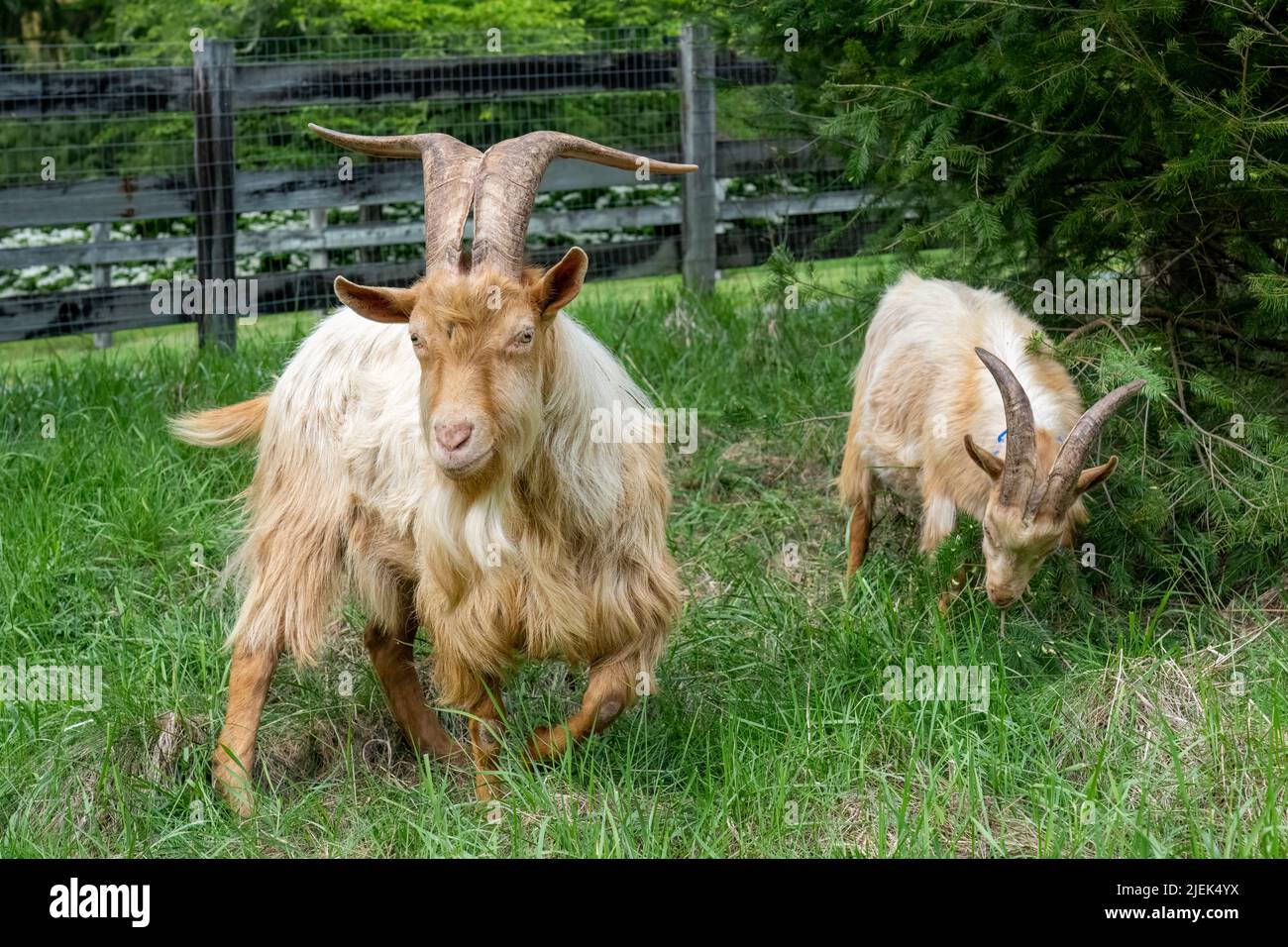 Goat chewing grass hires stock photography and images Alamy