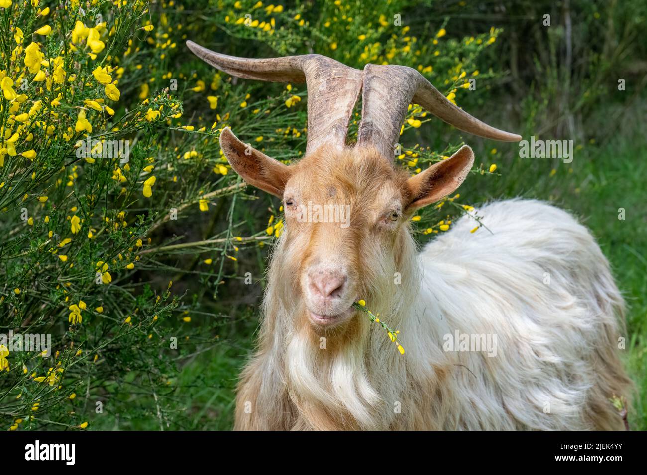 Issaquah, Washington, USA. A rare heritage breed, Golden Gurnsey billy