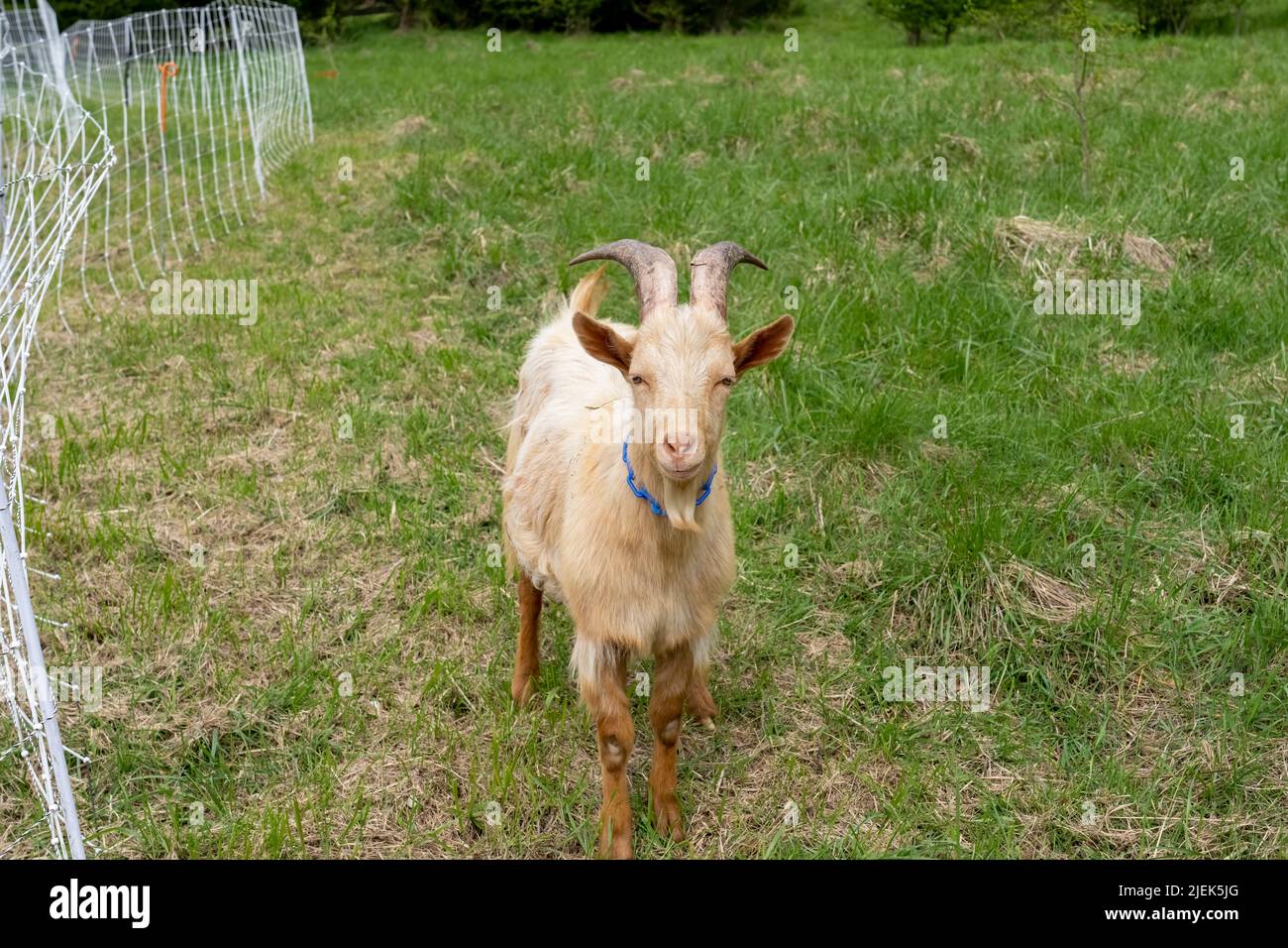 Issaquah, Washington, USA.  A rare heritage breed, Golden Gurnsey young billy goat, walking beside an electrified fence. Stock Photo