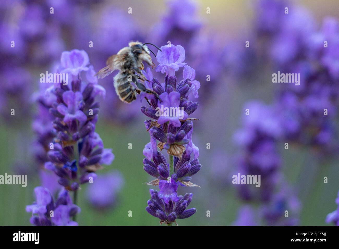 The bee collects pollen from purple lavender Stock Photo