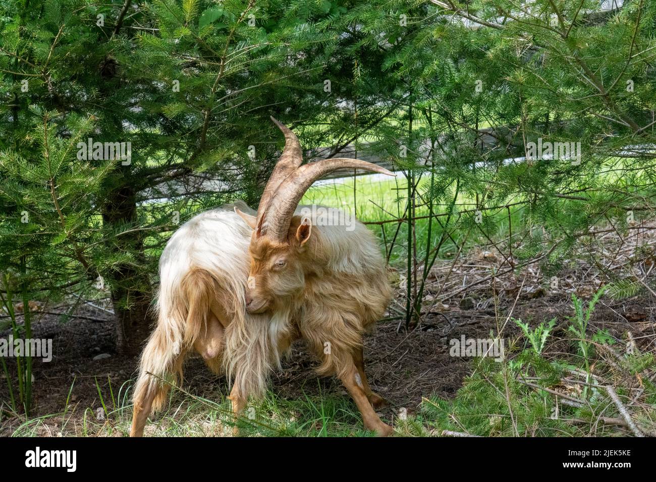 Issaquah, Washington, USA.  A rare heritage breed, Golden Gurnsey billy goat, twisting round to bite an itchy spot Stock Photo
