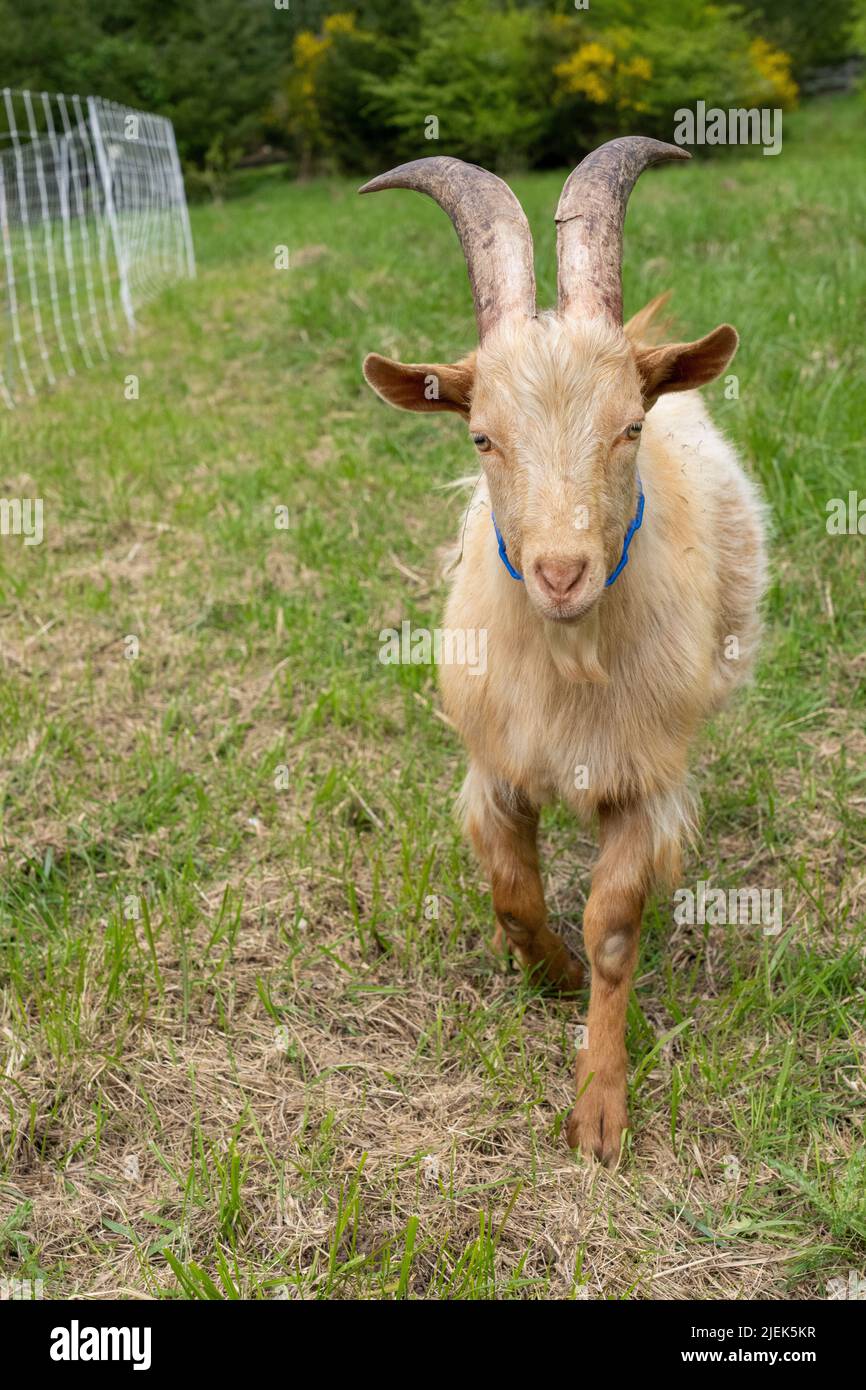 Issaquah, Washington, USA.  A rare heritage breed, Golden Gurnsey young billy goat, walking beside an electrified fence. Stock Photo