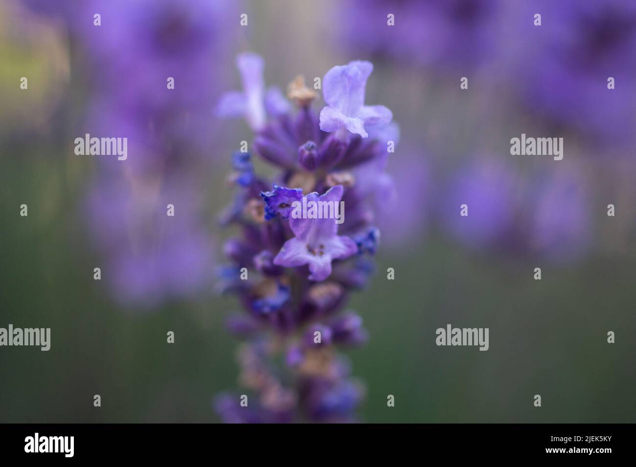 purple lavender bush macro photo Stock Photo