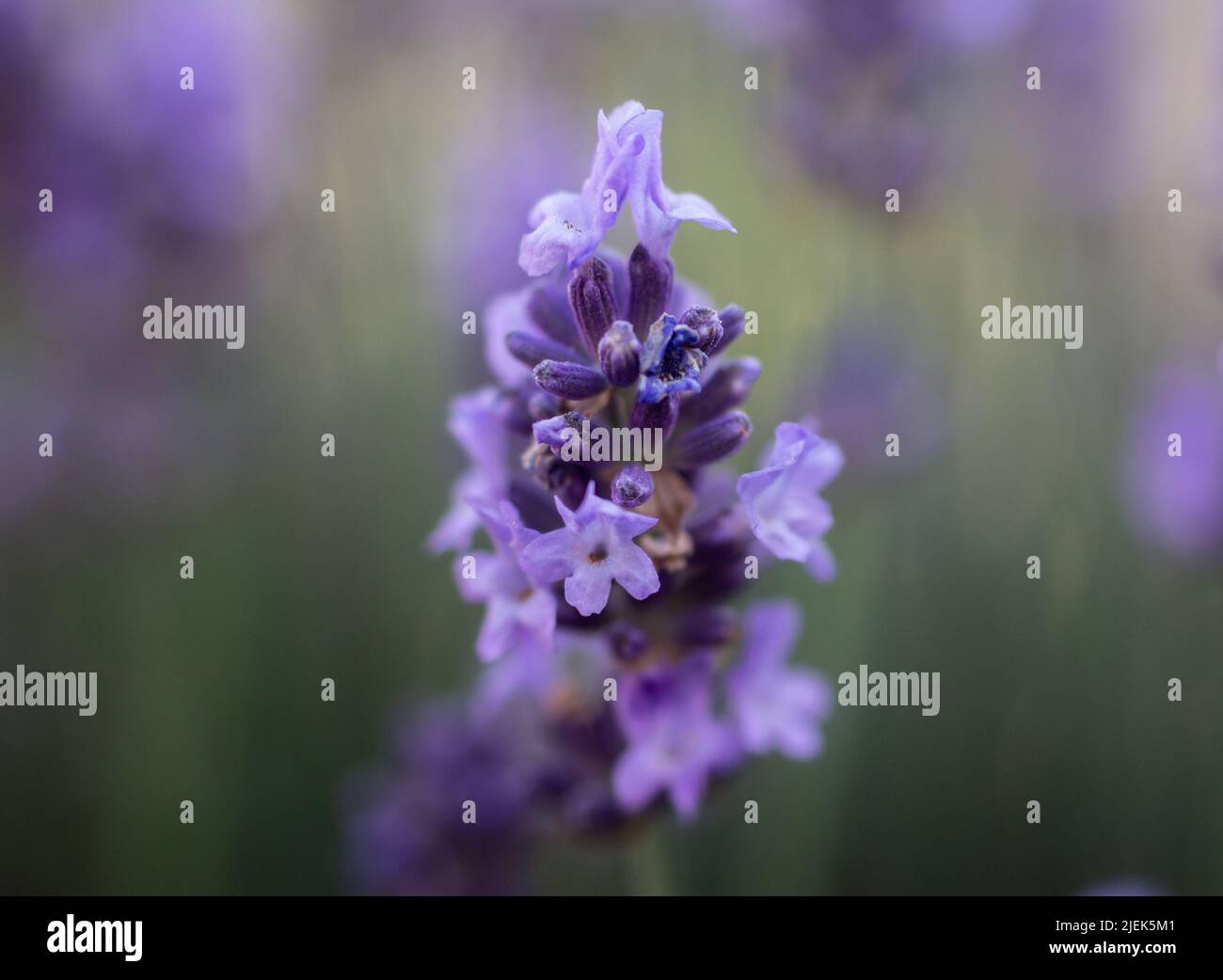 purple lavender bush macro photo Stock Photo