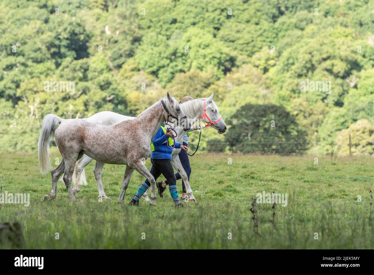 two horses being lead by their owners Stock Photo