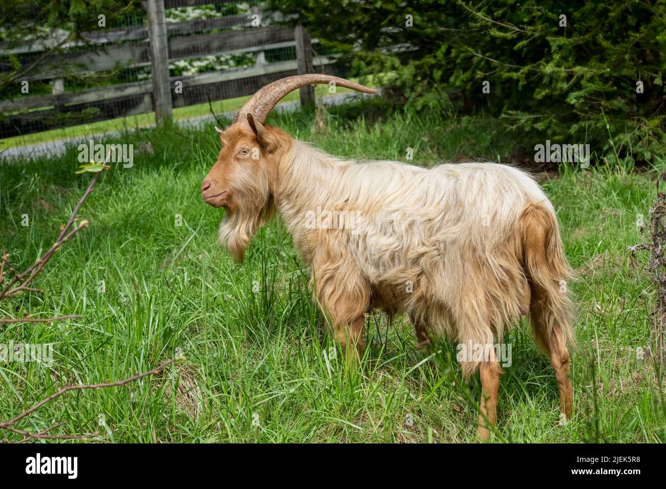 Issaquah, Washington, USA.  Portrait of a rare heritage breed, Golden Gurnsey billy goat, standing in a meadow Stock Photo