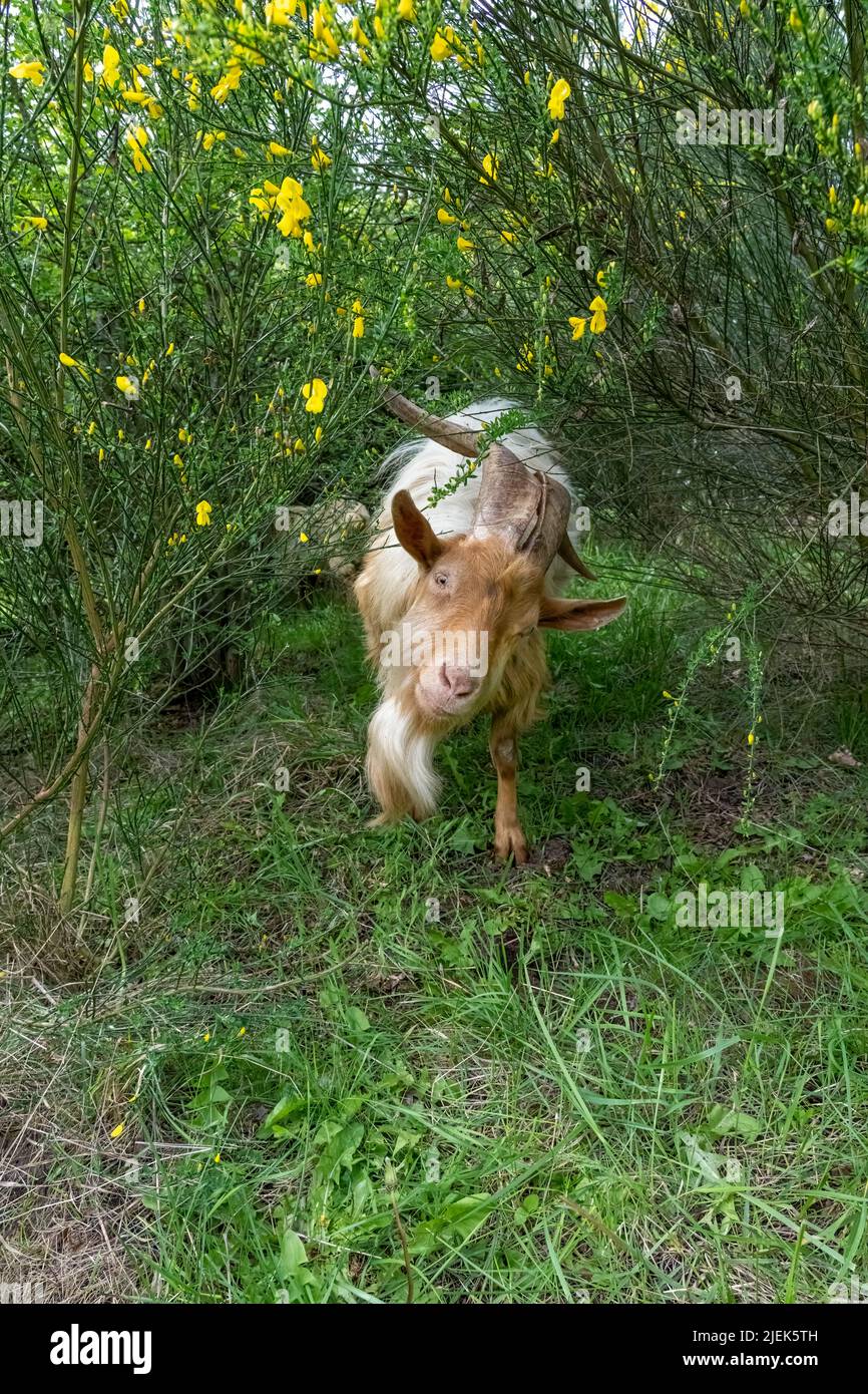 Issaquah, Washington, USA.  A rare heritage breed, Golden Gurnsey billy goat, ducking down under a Scotch Broom shrub as he walks between shrubs Stock Photo