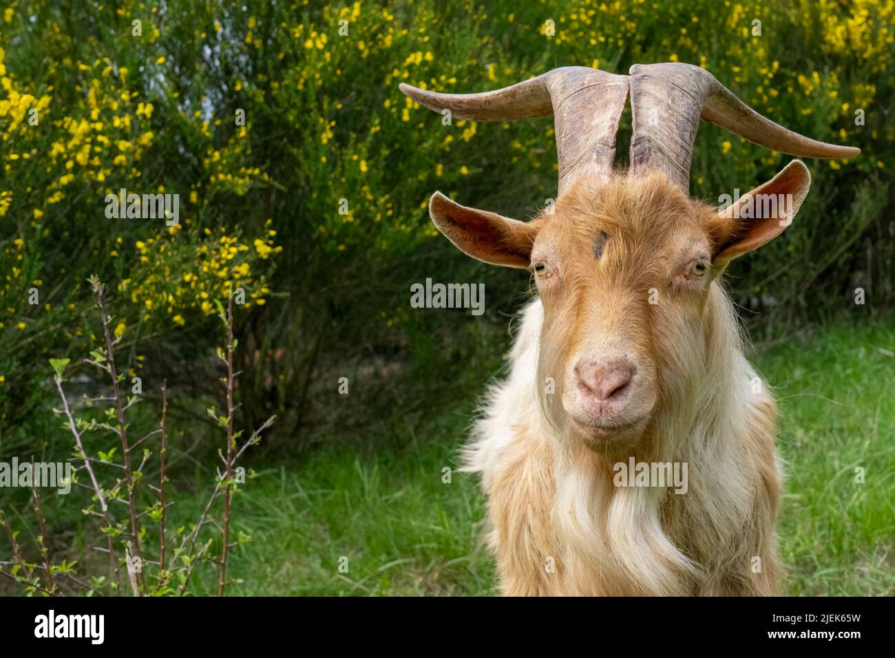 Issaquah, Washington, USA.  Close-up portrait of a rare heritage breed, Golden Gurnsey billy goat with long horns, with a Scotch Broom shrub in the ba Stock Photo